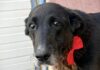 cane anziano in adozione