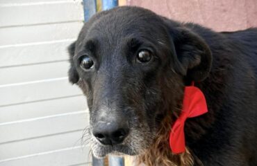 cane anziano in adozione