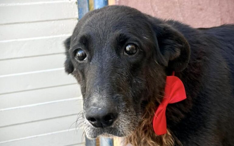 cane anziano in adozione