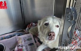 cane in adozione