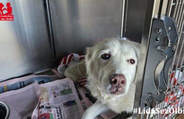 cane in adozione