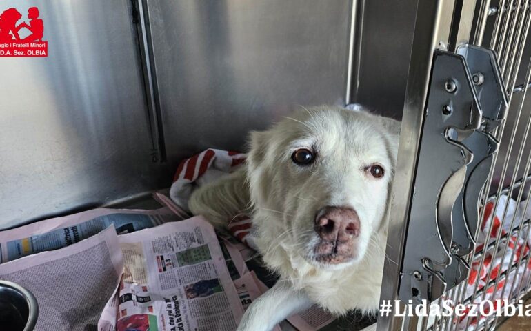 cane in adozione