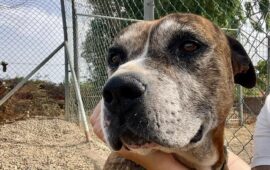 cane in adozione