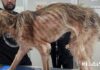 cane maltrattato