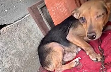 cane maltrattato