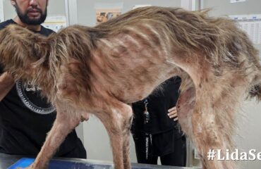 cane maltrattato