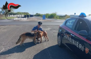 I carabinieri di Oristano salvano due cani che camminavano disorientati tra le auto sulla Provinciale