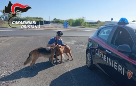 I cani salvati a Oristano