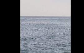 Il cervo che fa il bagno in una spiaggia dell'arburese