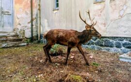 Una mattina qualunque a Montevecchio: incontro col Cervo Sardo, che qui vive libero