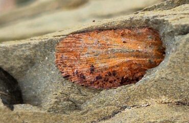conchiglia fossile