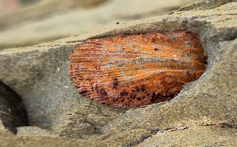 conchiglia fossile