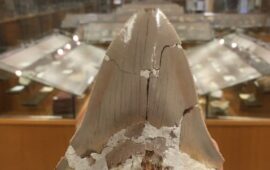 dente di megalodonte sardo