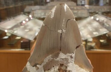 dente di megalodonte sardo