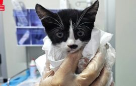 gattina investita