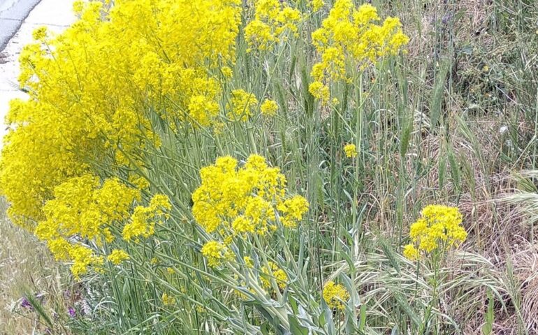 In Sardegna c’è una pianta dai fiori gialli da cui si ricava una tinta: sapete quale? (No, non è il giallo!)