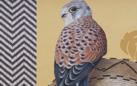 Un piccolo rapace ci osserva dal muro di un paese sardo: dove ci troviamo?