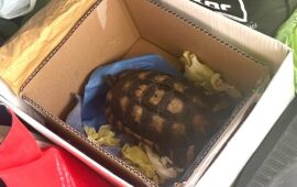 sequestro tartaruga a olbia