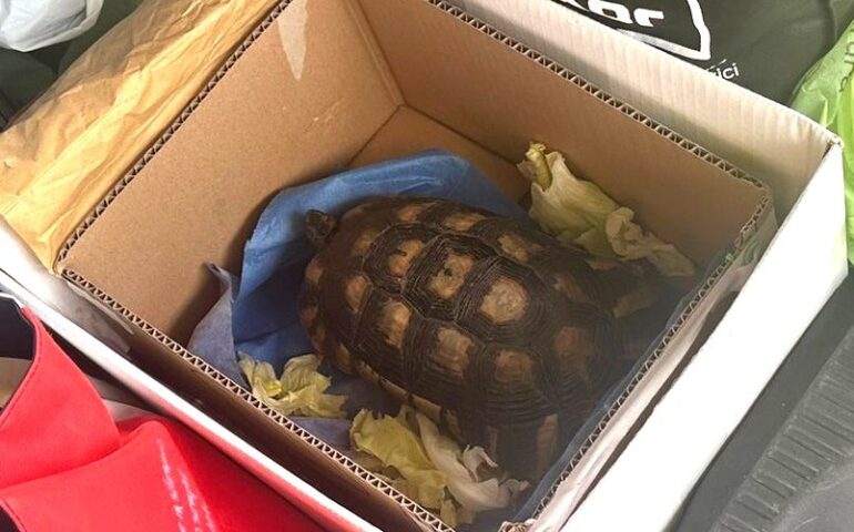 sequestro tartaruga a olbia