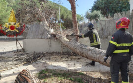 Vento forte nel cagliaritano, paura a Quartu per la caduta di un grosso albero