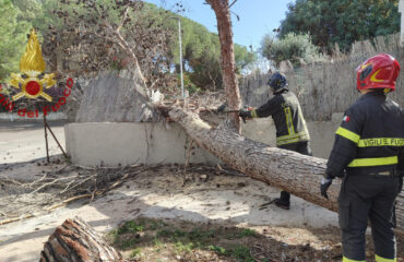 L'albero caduto a Quartu