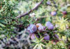 Bacche di ginepro coccolone
