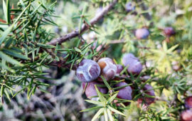 Bacche di ginepro coccolone