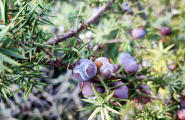Bacche di ginepro coccolone