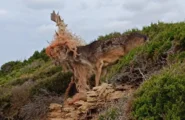 Porto Ferro. Daino intrappolato in una rete da pesca, salvato grazie alla segnalazione di alcuni turisti