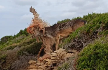 Daino intrappolato nella rete a_Porto Ferro