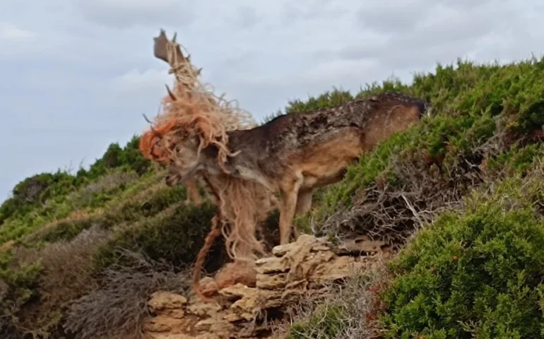 Daino intrappolato nella rete a_Porto Ferro