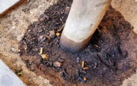 Veleni nelle aiuole di via Pergolesi: accertato avvelenamento degli alberi in pieno centro a Cagliari