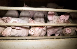 Sassari, è entrato in funzione l’allevamento intensivo da 1500 maiali: cittadini e associazioni insorgono