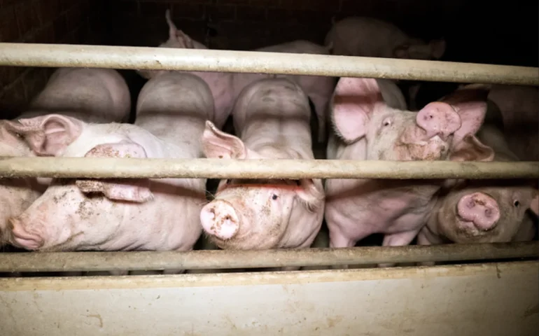 allevamento maiali