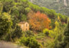 Autunno in Sardegna, caratteristico foliage dell'acero tra i tacchi d'Ogliastra (foto C.Mascia per Sardegna Foreste)