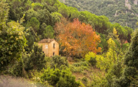 Autunno in Sardegna, caratteristico foliage dell'acero tra i tacchi d'Ogliastra (foto C.Mascia per Sardegna Foreste)