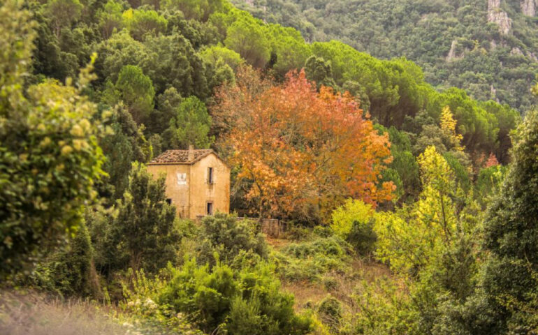 Autunno in Sardegna, caratteristico foliage dell'acero tra i tacchi d'Ogliastra (foto C.Mascia per Sardegna Foreste)