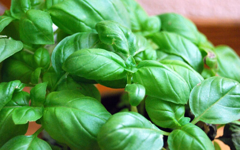 Basilico