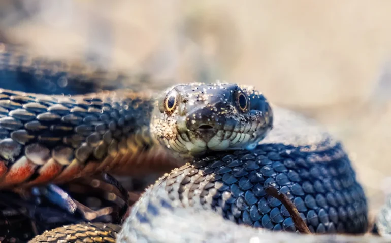 Vi hanno mai detto perchè in Sardegna non ci sono le vipere?