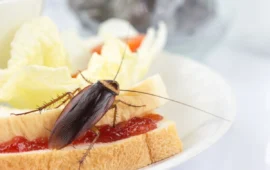 Panificio da incubo a Quartu: blatte e sporcizia tra pane, focacce e formaggi. I Nas sequestrano 70 chili di cibo
