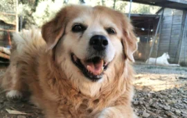 cagnetta anziana nonna trudy