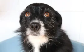 cagnolina in adozione