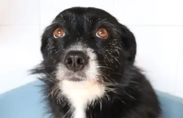 cagnolina in adozione