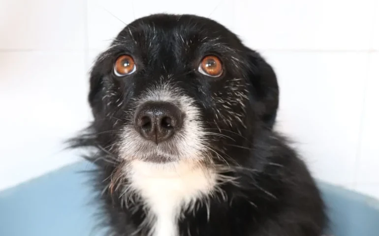 cagnolina in adozione