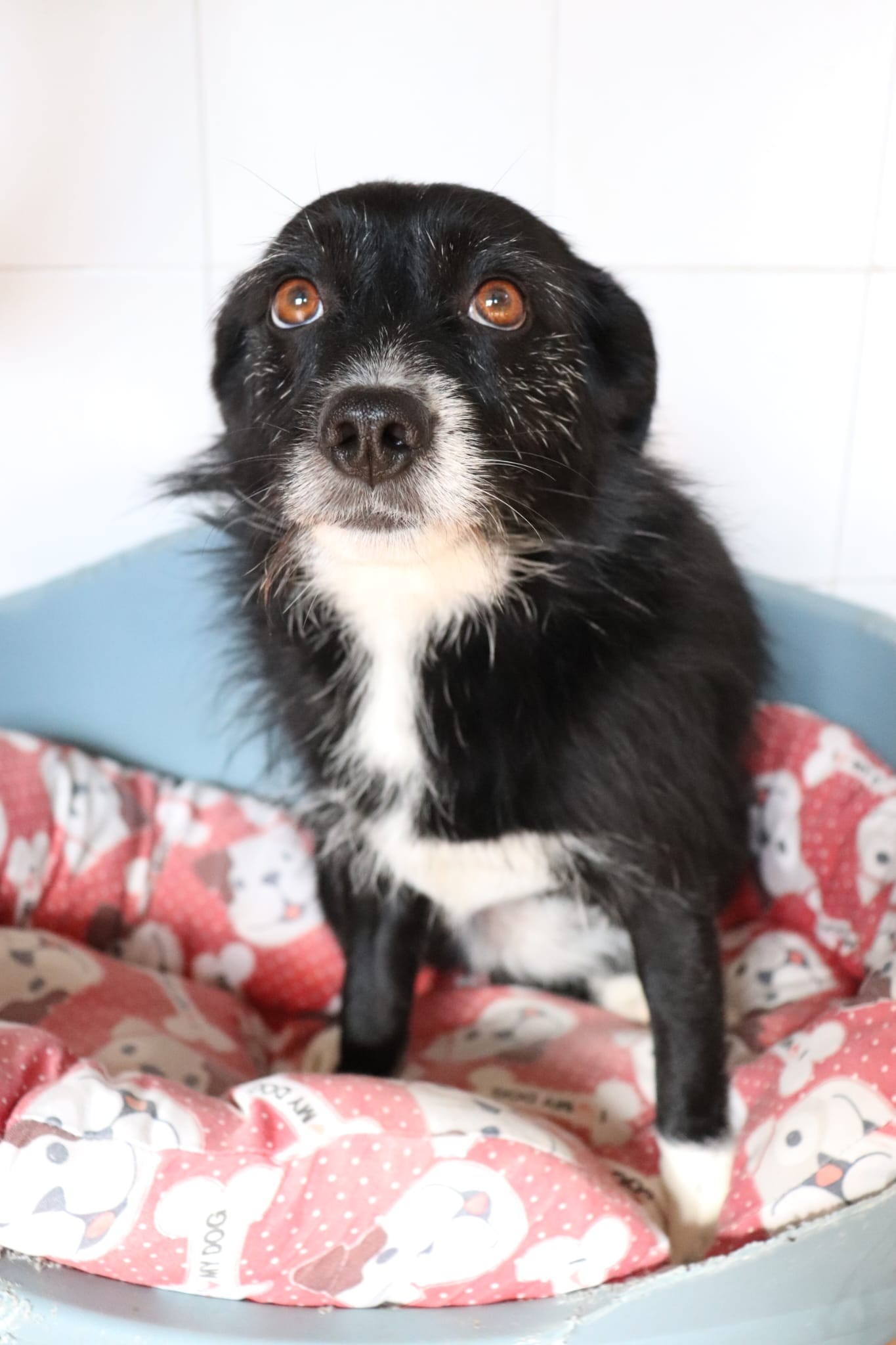 cagnolina in adozione