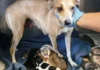 cagnolina incinta