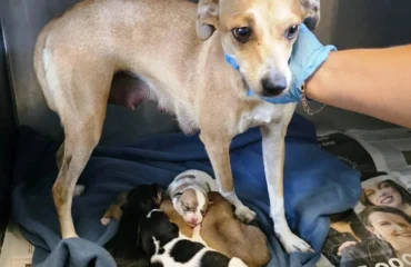 cagnolina incinta