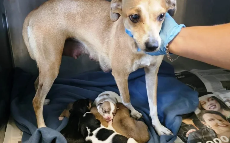 cagnolina incinta