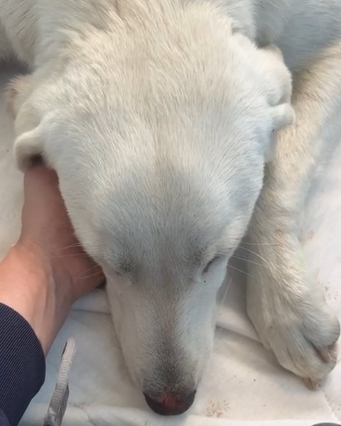 cagnolina investita