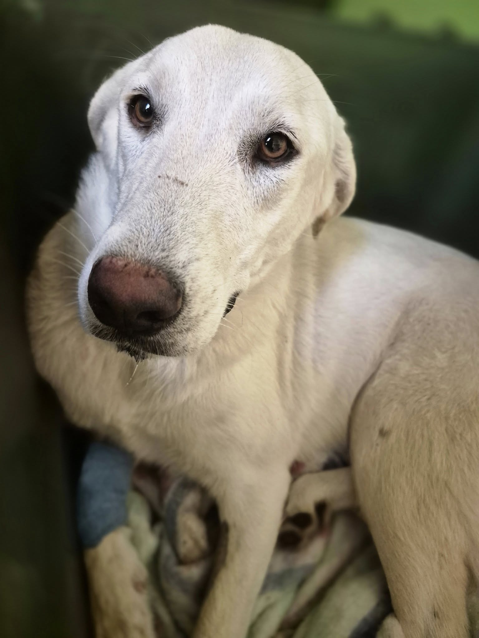cagnolina investita